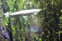 leipzig-zoo-fische-03