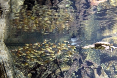 leipzig-zoo-fische-07