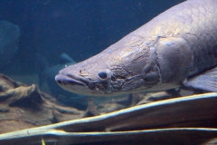 leipzig-zoo-fische-15