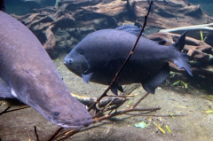 leipzig-zoo-fische-16