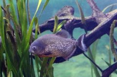 leipzig-zoo-fische-17