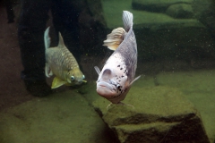 leipzig-zoo-fische-18