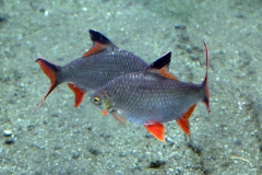 leipzig-zoo-fische-20