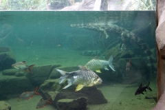 leipzig-zoo-fische-21