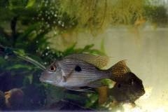 leipzig-zoo-fische-29