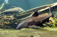 leipzig-zoo-fische-33