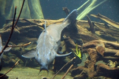 leipzig-zoo-fische-35