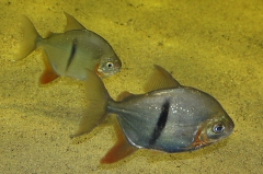 leipzig-zoo-fische-47