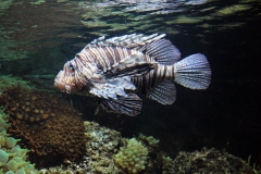 leipzig-zoo-fische-80