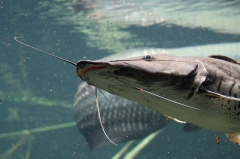 leipzig-zoo-fische-89