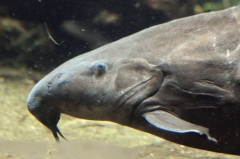 leipzig-zoo-fische-90