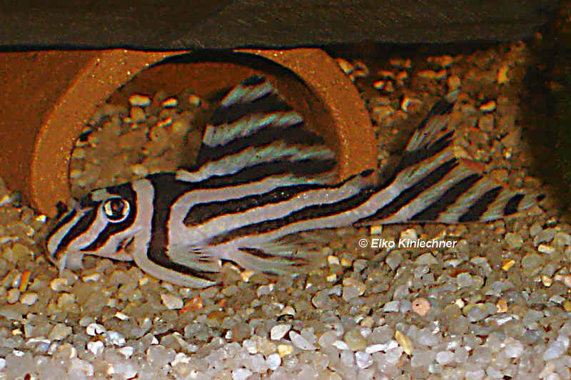 Hypancistrus zebra, Männchen