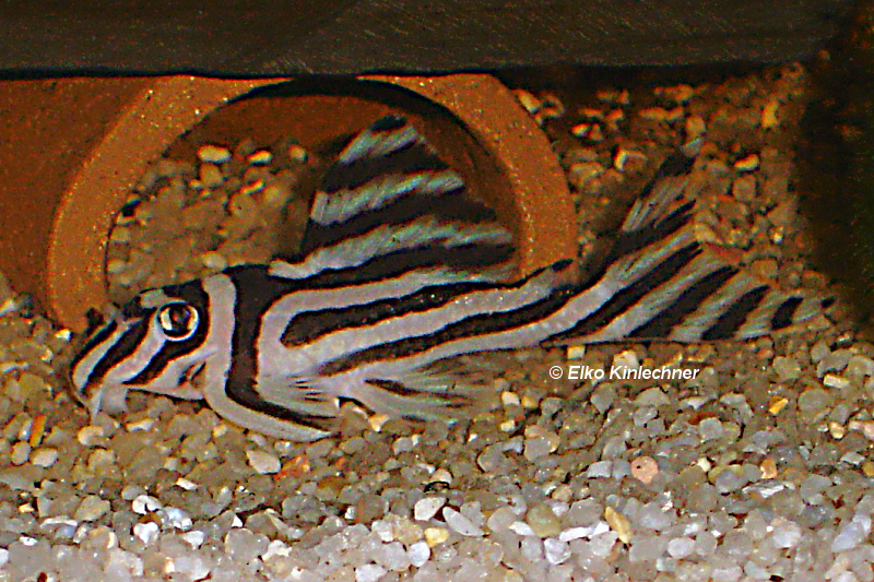 Hypancistrus zebra L46