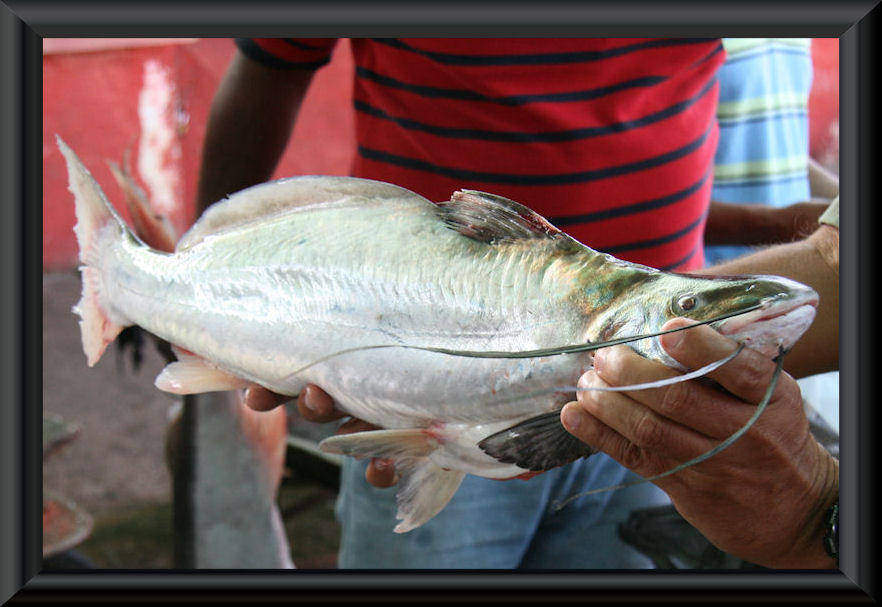 Auf dem Fischmarkt in Puerto Ayacucho