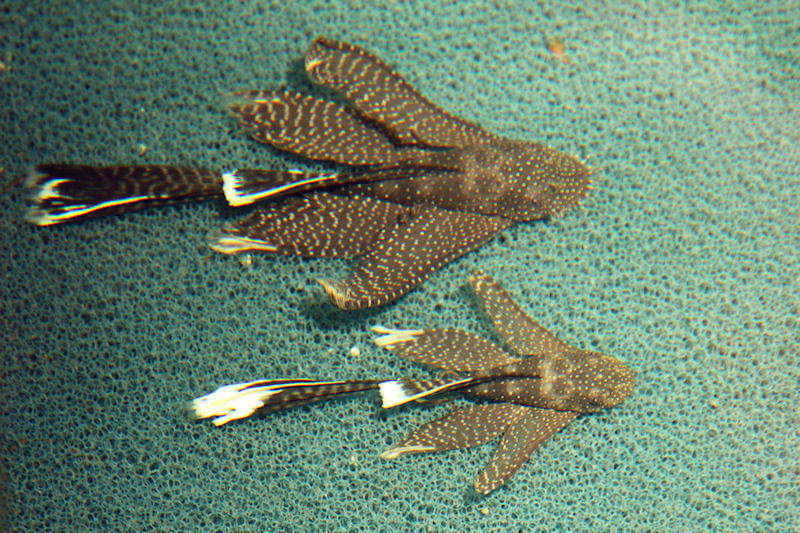 Hybride aus Ancistrus dolichopterus (L 183) und Ancistrus sp. Gelb-Schwarzauge-Schleier