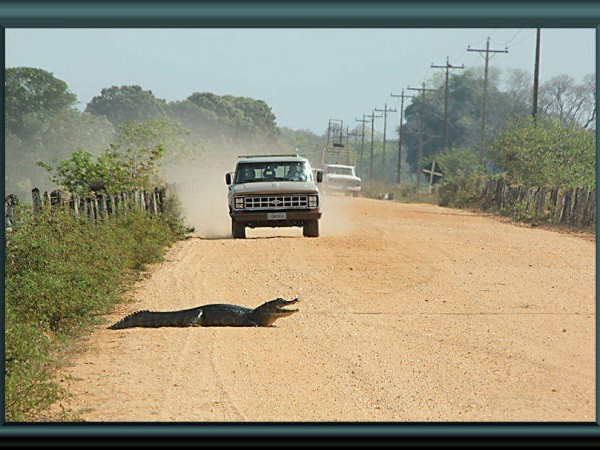 Pantanal - Transpantaneira