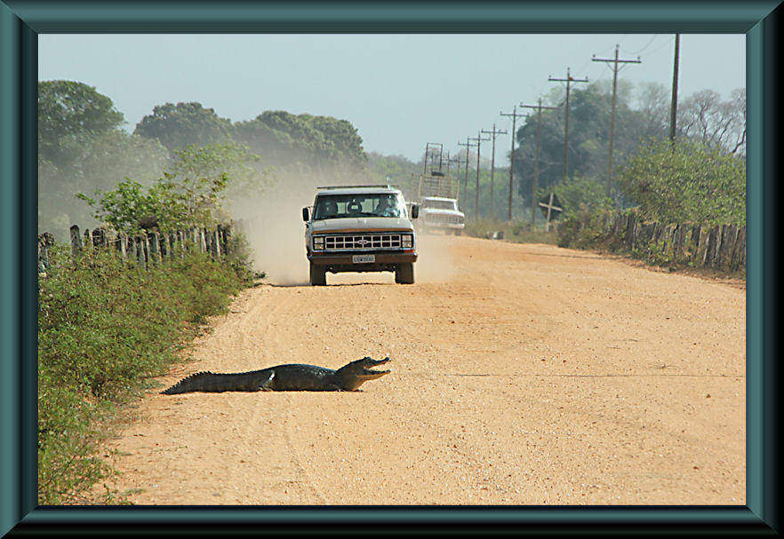 Pantanal - Transpantaneira