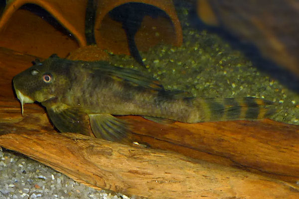 Ancistomus sp. L208