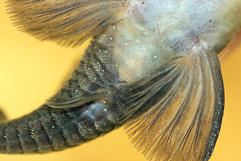 Spectracanthicus murinus Männchen Genitalpapille