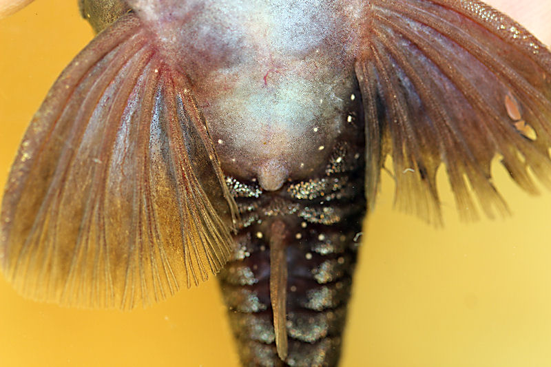 Spectracanthicus murinus Männchen Genitalpapille