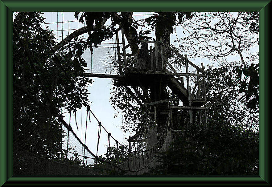 Canopy Walkway am Río Napo