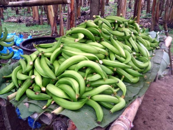 Bananenplantage bei El Carmen