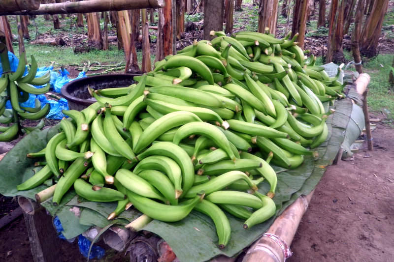 Bananenplantage bei El Carmen