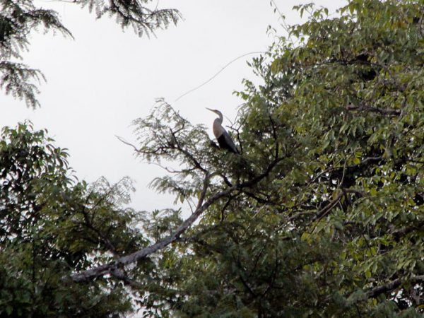 Anhinga anhinga am Lago Miuá