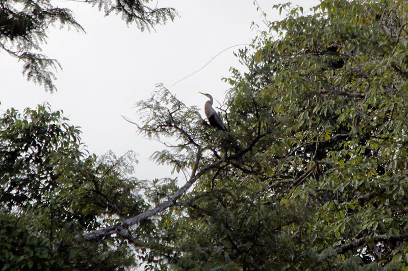 Anhinga anhinga am Lago Miuá