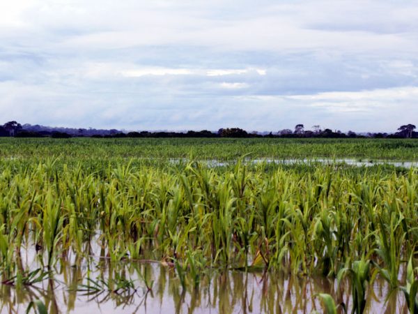 Lago Campina