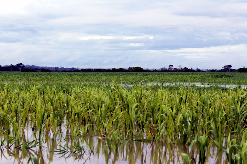 Lago Campina