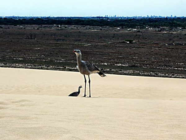 Santa Cruz - Lomas