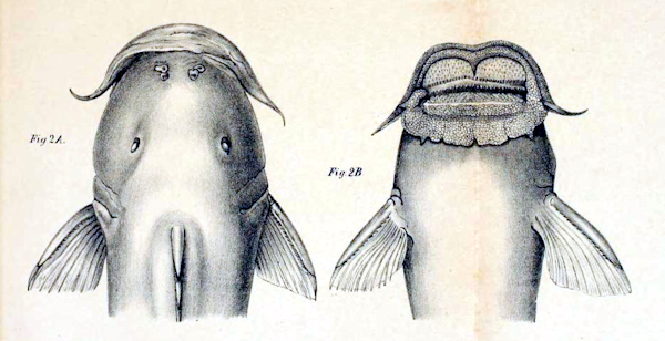 Euchilichthys_guentheri Südamerikafans